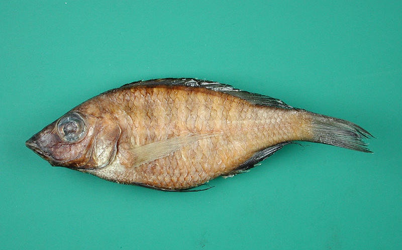 Placidochromis lineatus